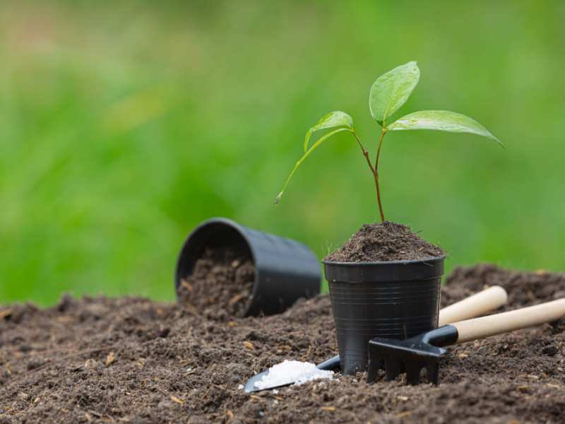 Gardening Tips – Sunlight For Your Plants