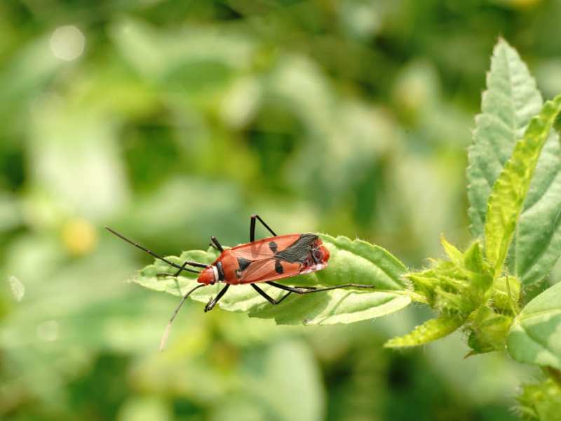 Simple Ways to Keep Your Gardens Free of Pests