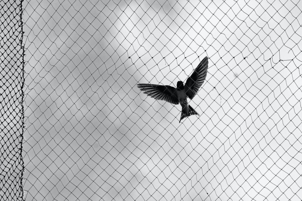 A bird flying over Bird netting for gardens